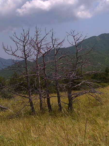 2011 tigrenok foto tolika pilipenko 024