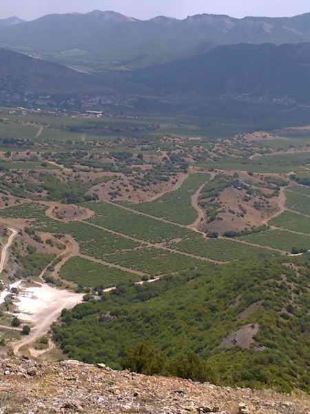 2011 tigrenok foto tolika pilipenko 056