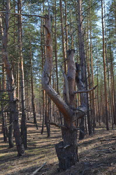 2017 mart podgotovka k tigryonku 3 pohod 149